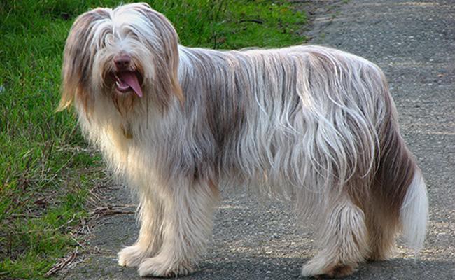 bearded-collie-herding-dogs