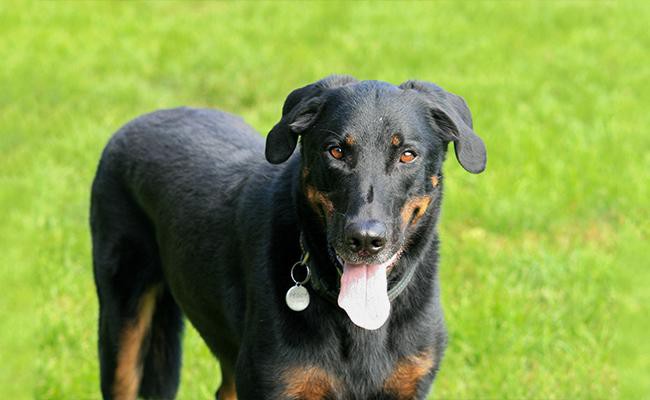 beauceron-herding-dogs