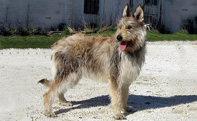 berger-picard-herding-dogs