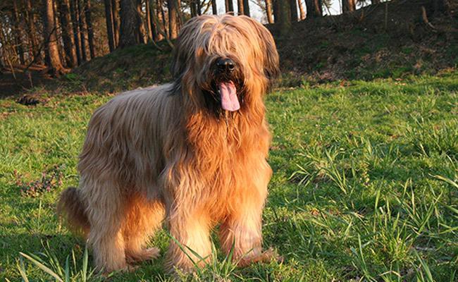 briard-herding-dogs