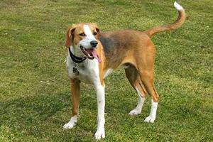 american-english-coonhounds