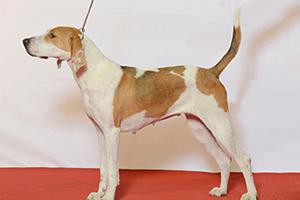 american-foxhound