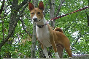 basenji