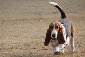 basset-hound