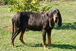 black-and-tan-coonhound