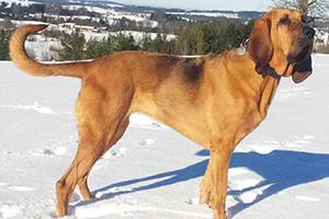 bloodhound