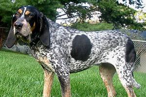 bluetick-coonhounds