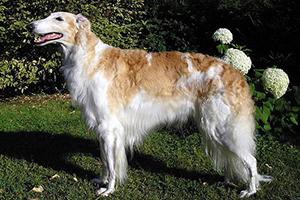 borzoi