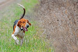 english-foxhound