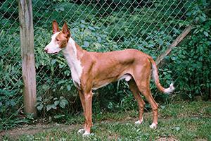 ibizan-hound