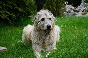 irish-wolfhound