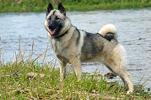 norwegian-elkhound