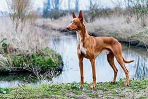 pharaoh-hound