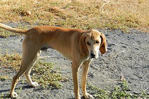 redbone-coonhounds