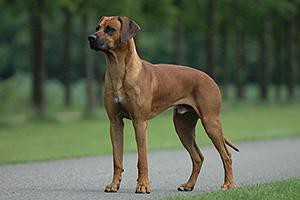 rhodesian-ridgeback