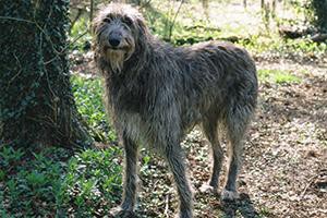 scottish-deerhound