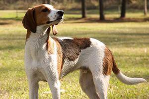 treeing-walker-coonhound