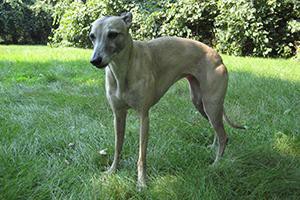 whippet