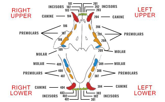 cat age teeth chart