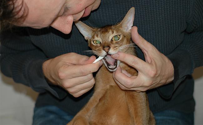 cat-teeth-cleaning-cost