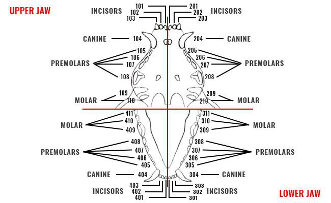 dog-teeth-anatomys