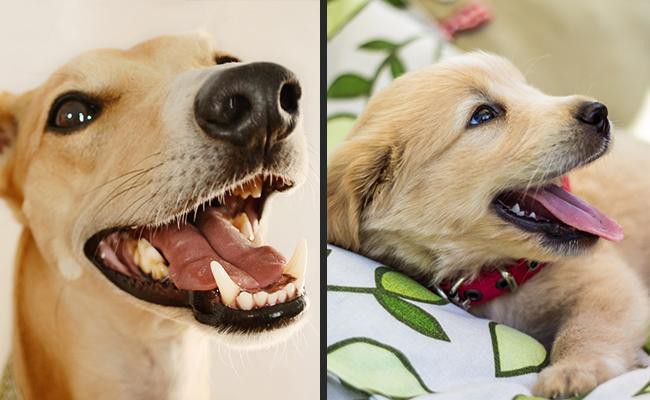 main-difference-between-dog-and-puppy-teeth