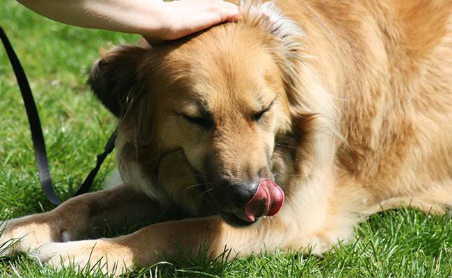 never-betray-your-dogs-trust