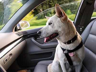 never-leave-your-pet-in-the-vehicle