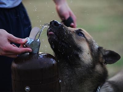 offer-lots-of-shade-and-water