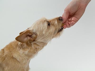 bring-out-yummy-treats