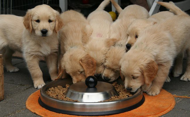 feeding-training - How To Train Your Dog