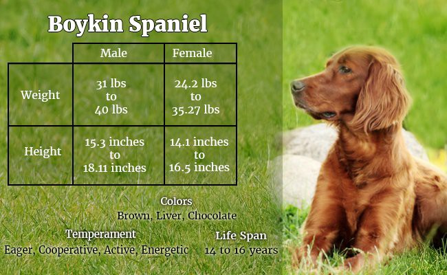 boykin-spaniel-south-carolinas-mascot - Hunter Dogs