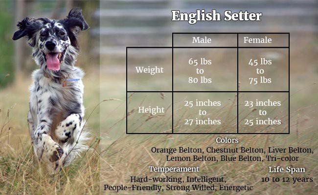 english-setter-the-elite-hunting-dogs