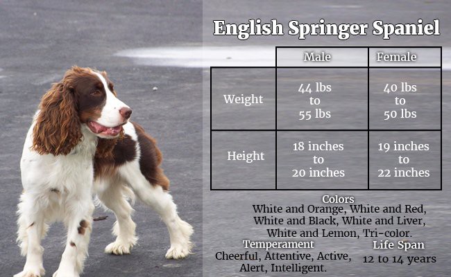 english-springer-spaniel-a-pleasing-companion - Hunter Dogs