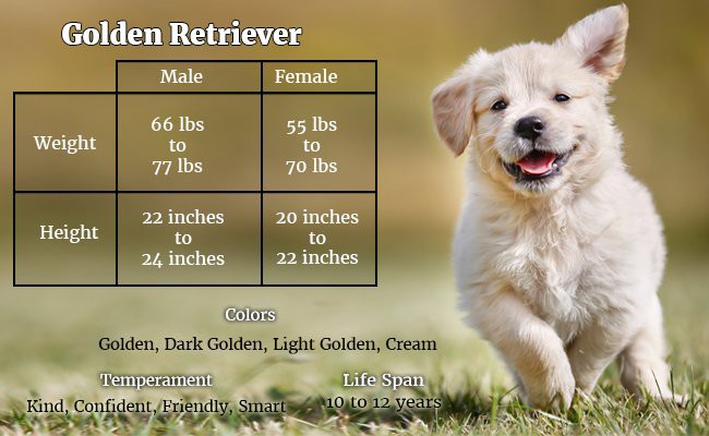 golden-retriever-the-flawless-dog