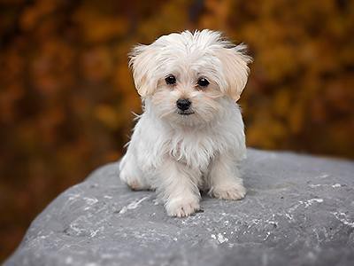 are-maltese-hypoallergenic