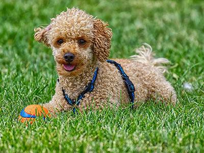 are-poodles-hypoallergenic