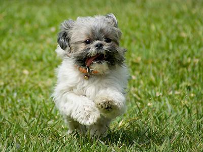 are-shih-tzus-hypoallergenic