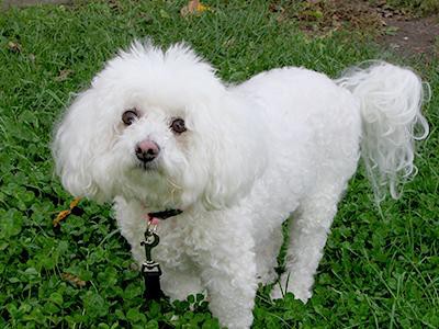 bichon-frise-hypoallergenic