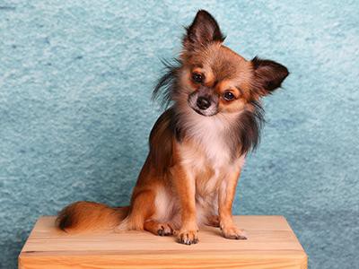 chihuahua-hypoallergenic