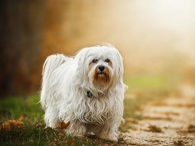 havanese-dog-hypoallergenic