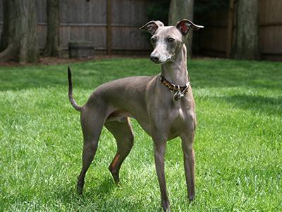 italian-greyhound-hypoallergenic