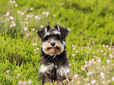 schnauzer-hypoallergenic