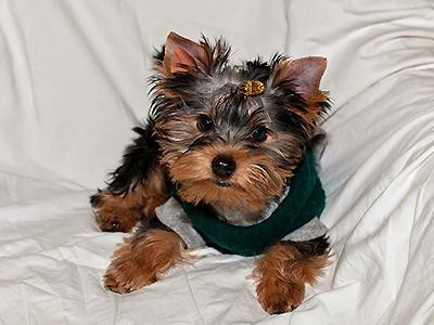 yorkshire-terrier-hypoallergenic