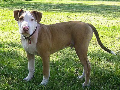 american-pit-bull-terrier-hypothyroidism-in-dogs