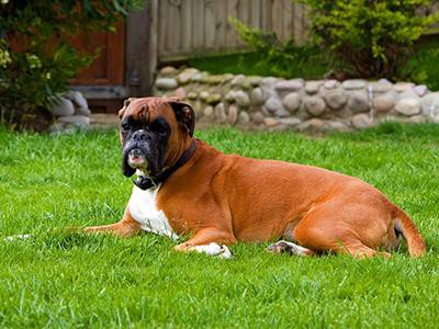 boxer-hypothyroidism-in-dogs