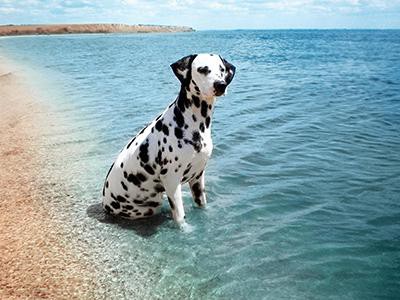 dalmatian-hypothyroidism-in-dogs