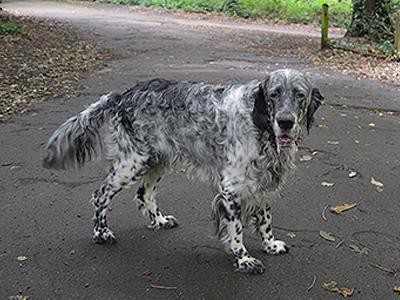 english-setter-hypothyroidism-in-dogs