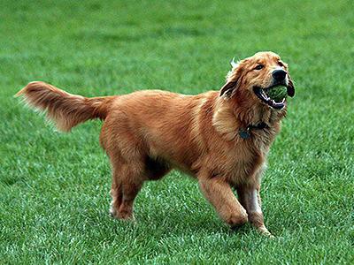 golden-retriever-hypothyroidism-in-dogs