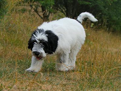 polish-lowland-sheepdogs-hypothyroidism-in-dogs
